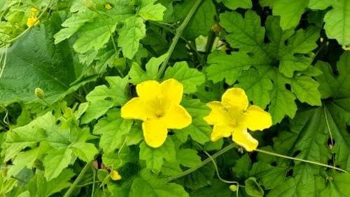 여주-재배법-생태적-특성-개화시기-수분-수정-착과-성숙