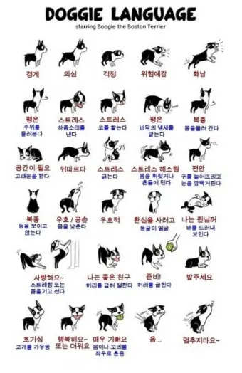 고양이 행동 분석 교정 언어 의미_9