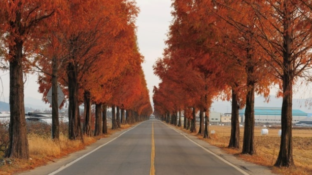 창원 죽동마을 메타세콰이어길 의 가을