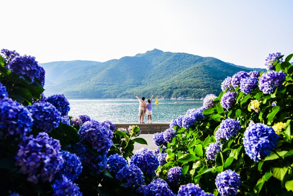 남부면 수국축제