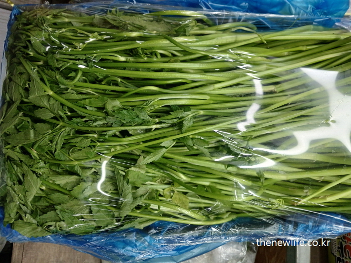 “Plastic-wrapped fresh Korean minari at a wholesale market — clean and ready for distribution.”-포장되어 유통되는 신선한 미나리 — 깔끔하게 정돈된 상태로 보관과 요리 모두에 적합”