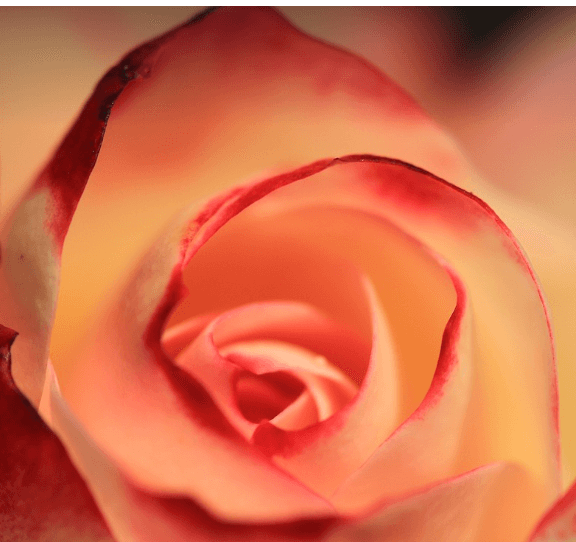 삼척장미축제 일정 입장료 주차장 관람꿀팁