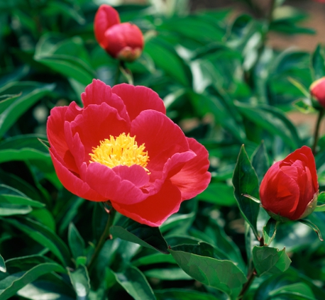 작약효능 총정리