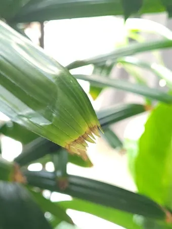 화분 잎타는 현상 예방 차광커튼 시간대조절 직사광관리 요령_6