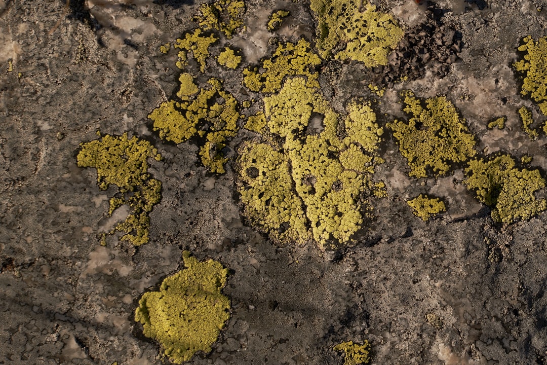 Uranium