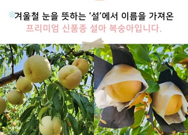 신품종설아복숭아