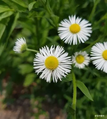 여름꽃 종류 모음 여름 꽃나무 추천 12가지 정리_15