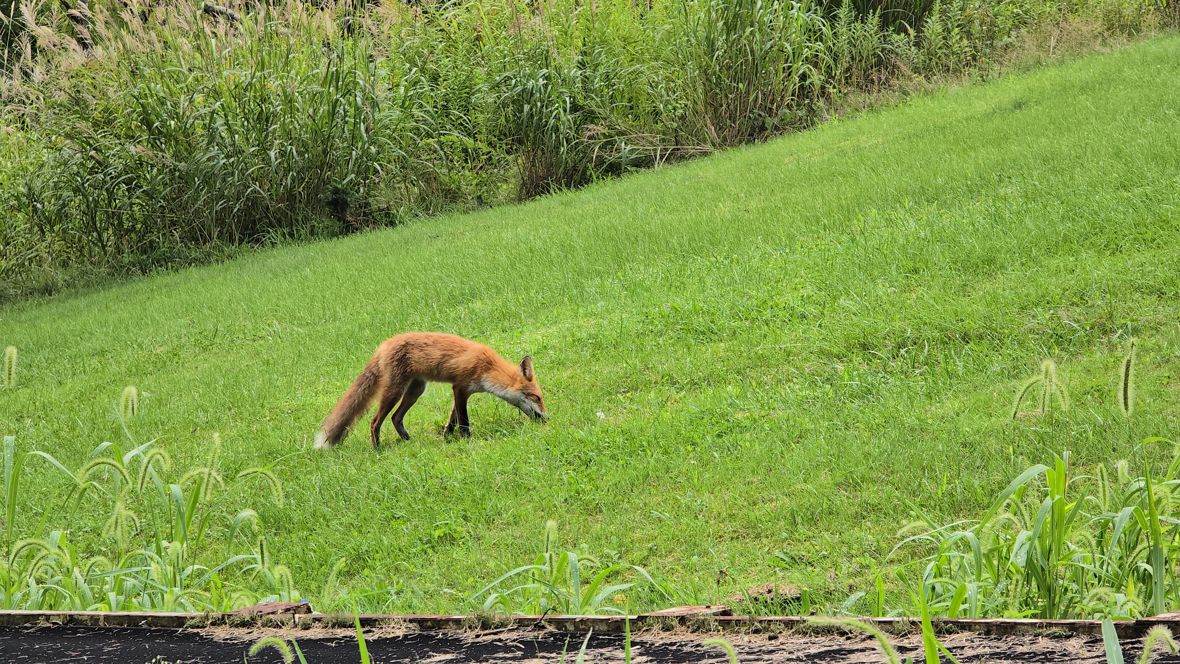 골프장에 출연하여 간식먹고 있는 일본 붉은 여우