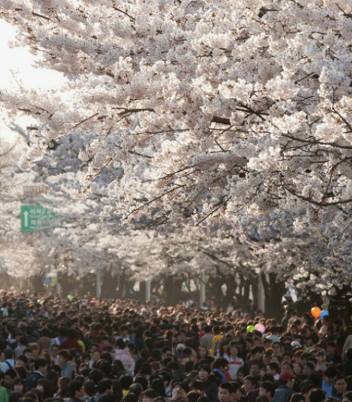 여의도벚꽃축제