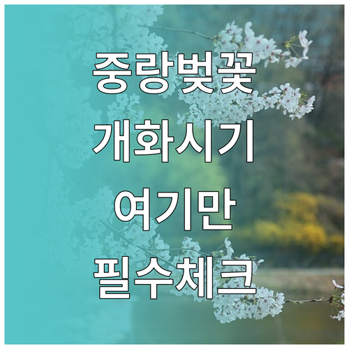 중랑캠핑숲 봉화산 벚꽃 개화 시기 및..