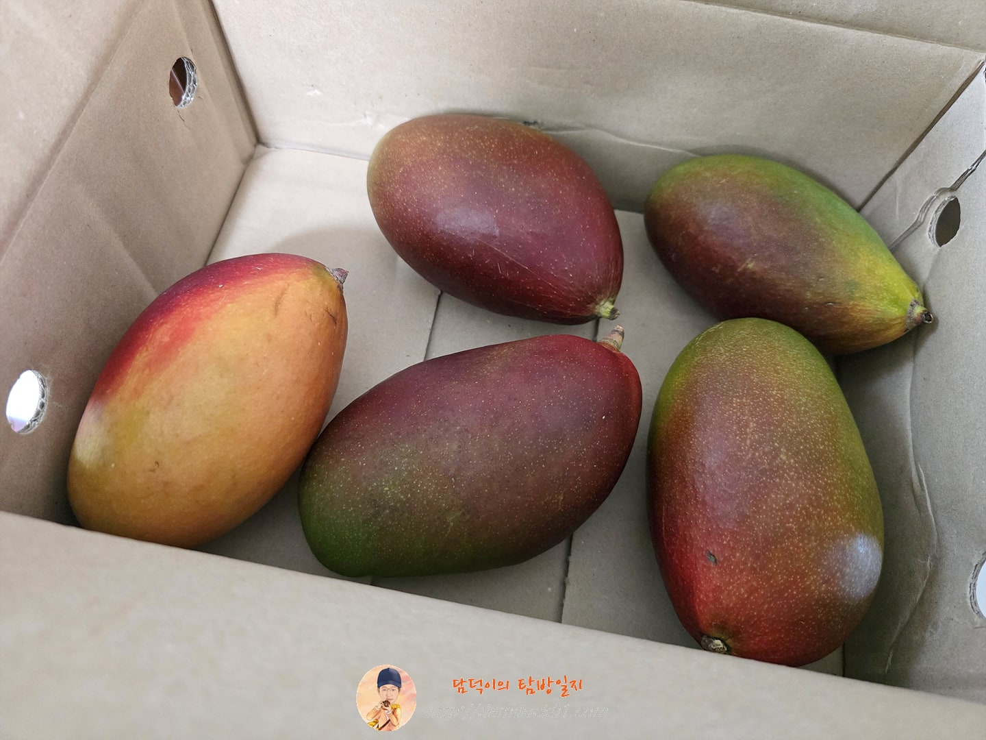 [수플린] 새콤달콤 프리미엄 고당도 애플망고 총 2.1KG 이상 (4~6입/로얄과)