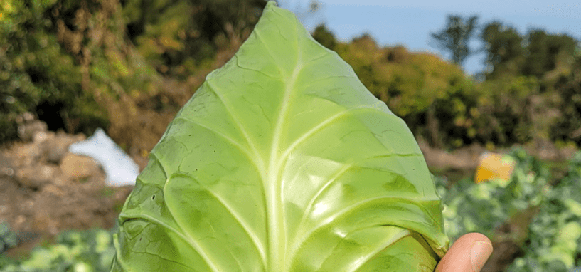 밭에서 바로 수확한 고깔 양배추를 손바닥 위에 들고 있는 모습