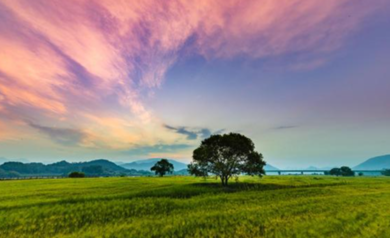 함안 강나루생태공원 작약·청보리 관련 사진