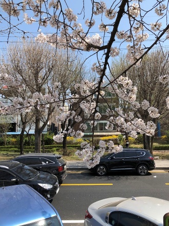 충훈부 벚꽃 5