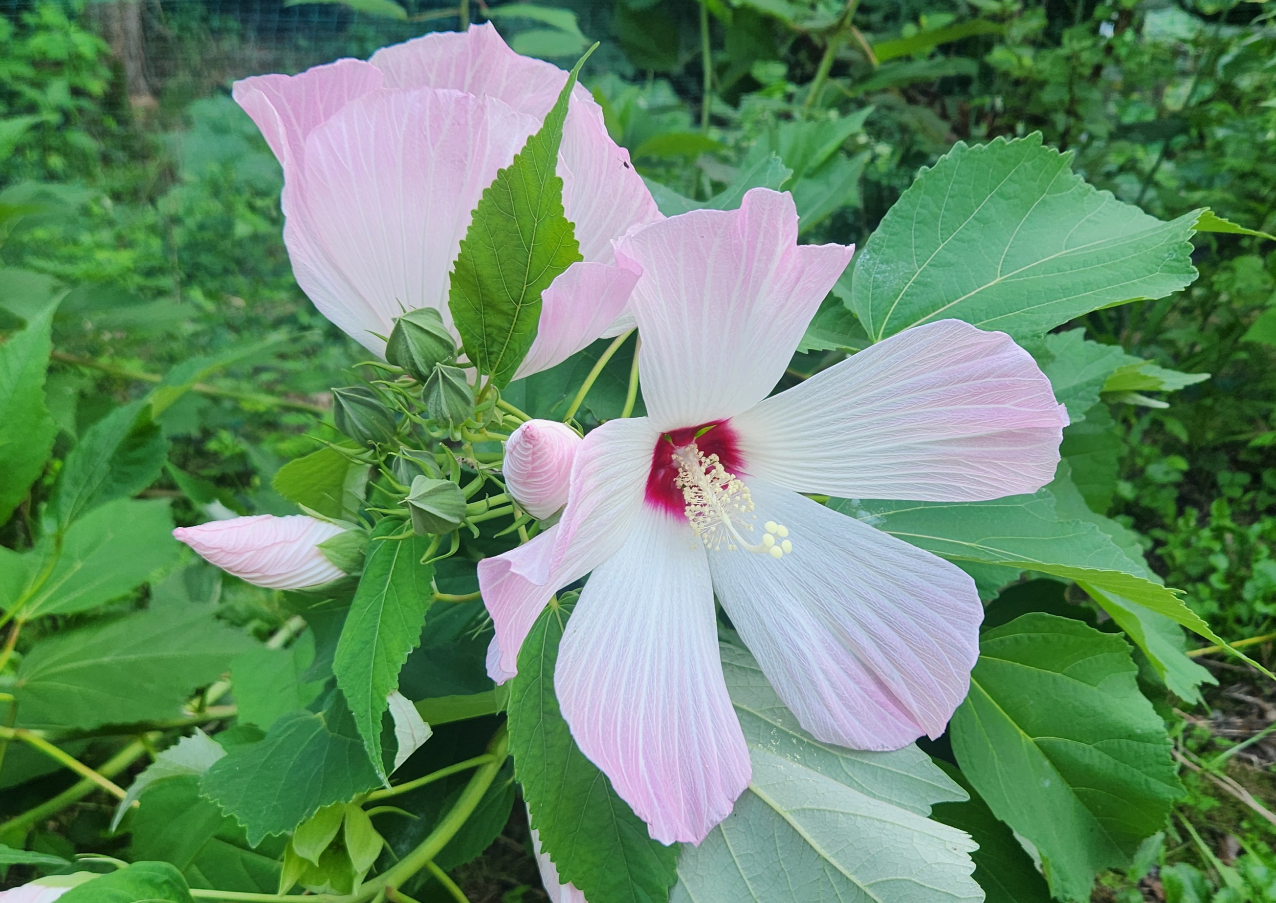 정원에서 핀 연분홍빛 부용꽃 직접찍은 사진
