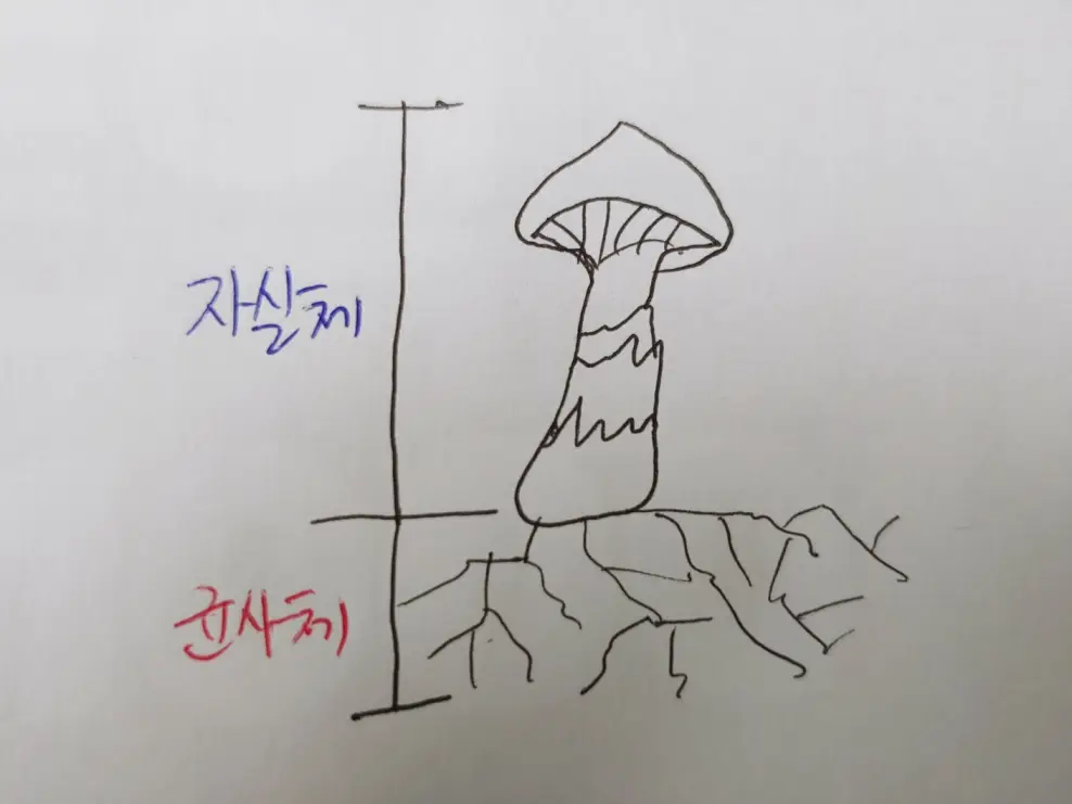 버섯-자실체와-균사체-형태