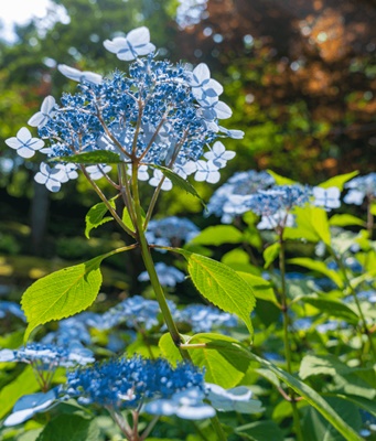 화담숲 모노레일