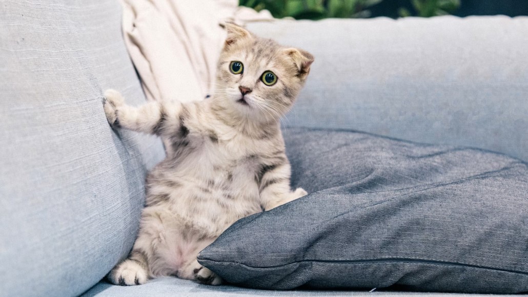 집사에 대한 고양이 사랑 표현법 관련 사진