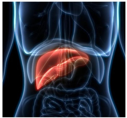 길버트 증후군 증상의 이해를 돕기 위한 간 이미지