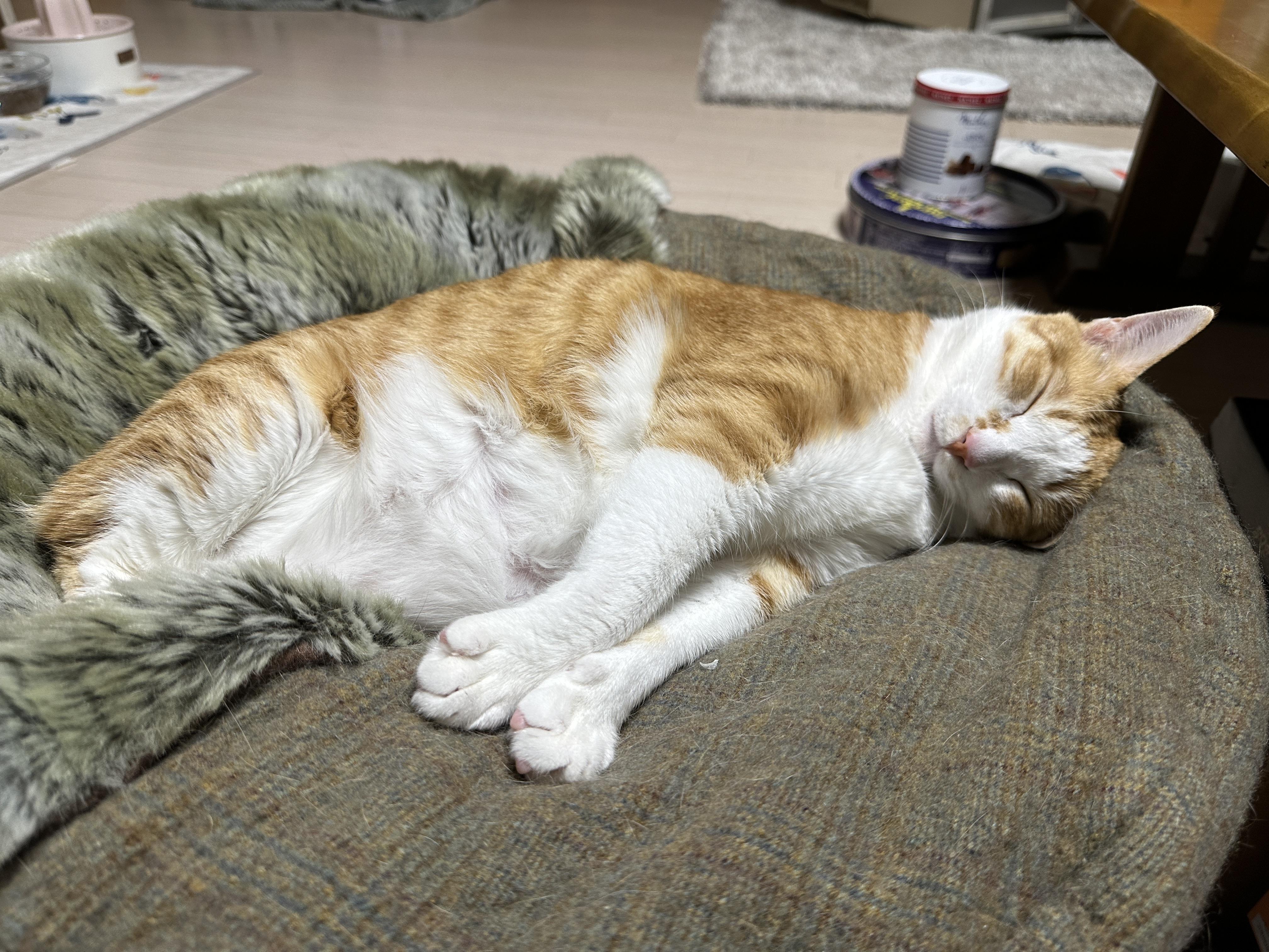 터래기방석 위치를 옮겼더니 고양이들이.. (feat. 방석에 폭 안겨 자는 치즈냥이 호야와 삼색이 다다)