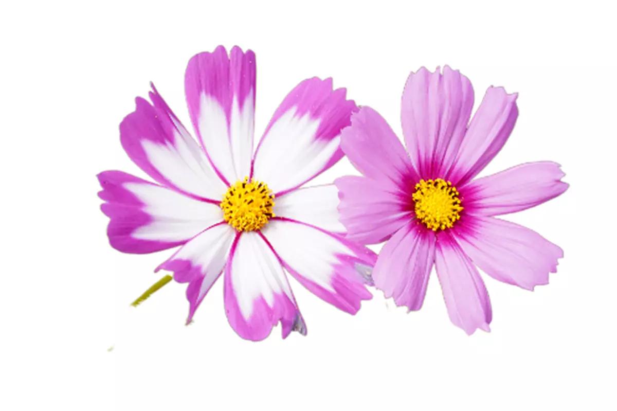 누끼 따기 코스모스