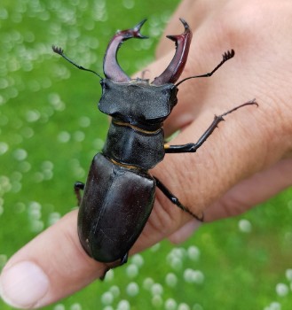 사슴벌레 키우기 - 먹이, 가격, 유충키우기, 암수구별, 수명