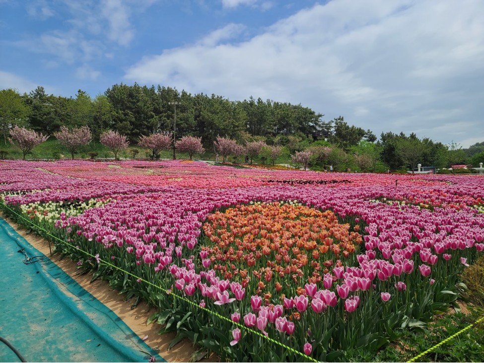 튤립-정원-사진