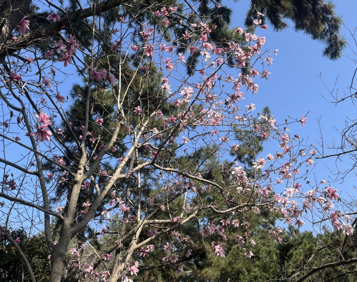 2025 천리포수목원 목련축제 일정 기간 요금 주변 코스