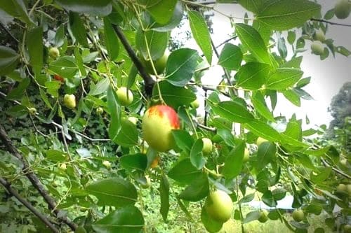 대추나무-꽃-피는시기-개화시기-수확시기-수분수-혼식방법-수확방법