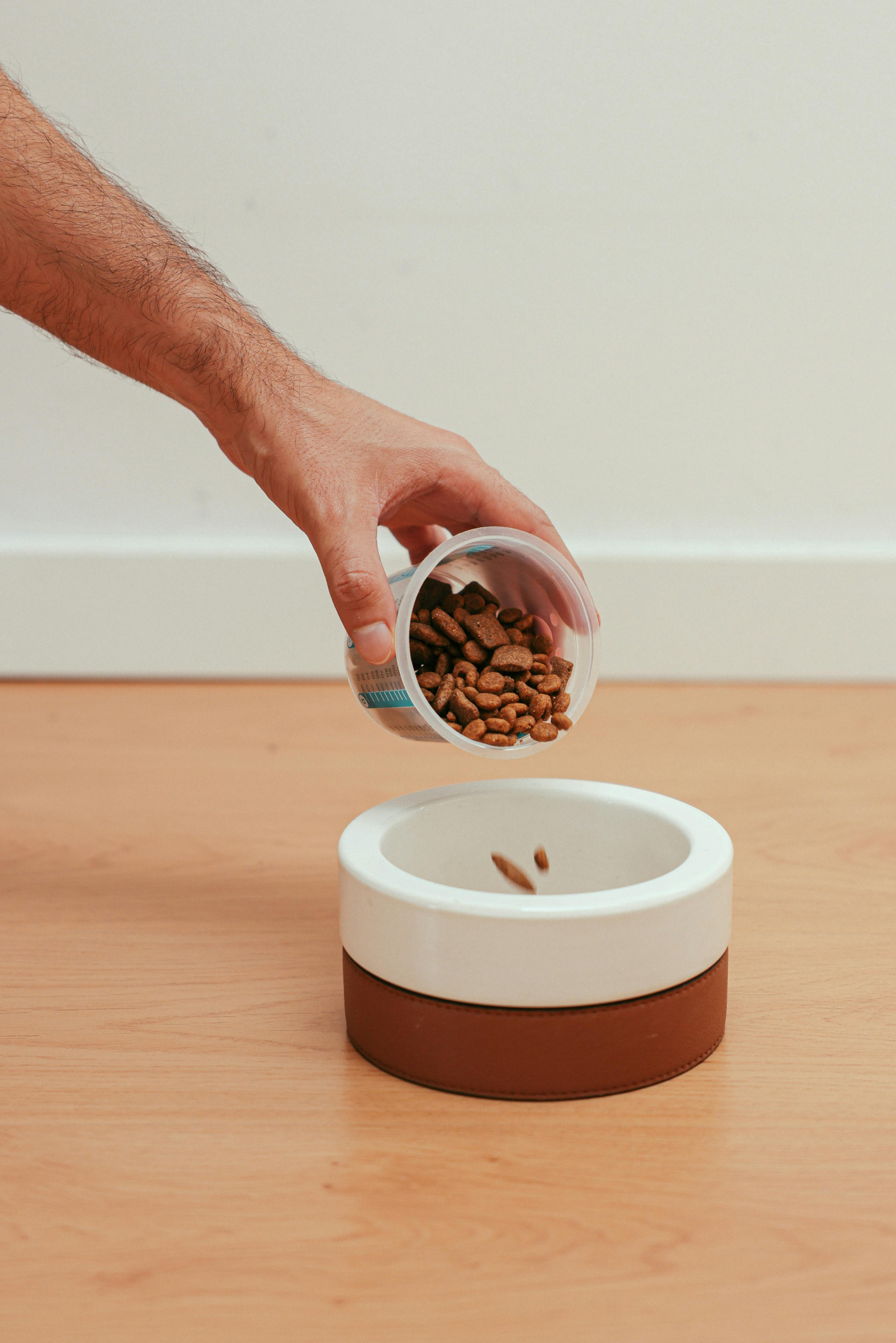 반려동물 사료 갑자기 안 먹을 때 원인 분석과 보호자 단계별 대응 가이드