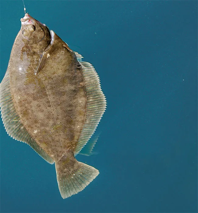 봄 도다리 제철 효능 레시피_6