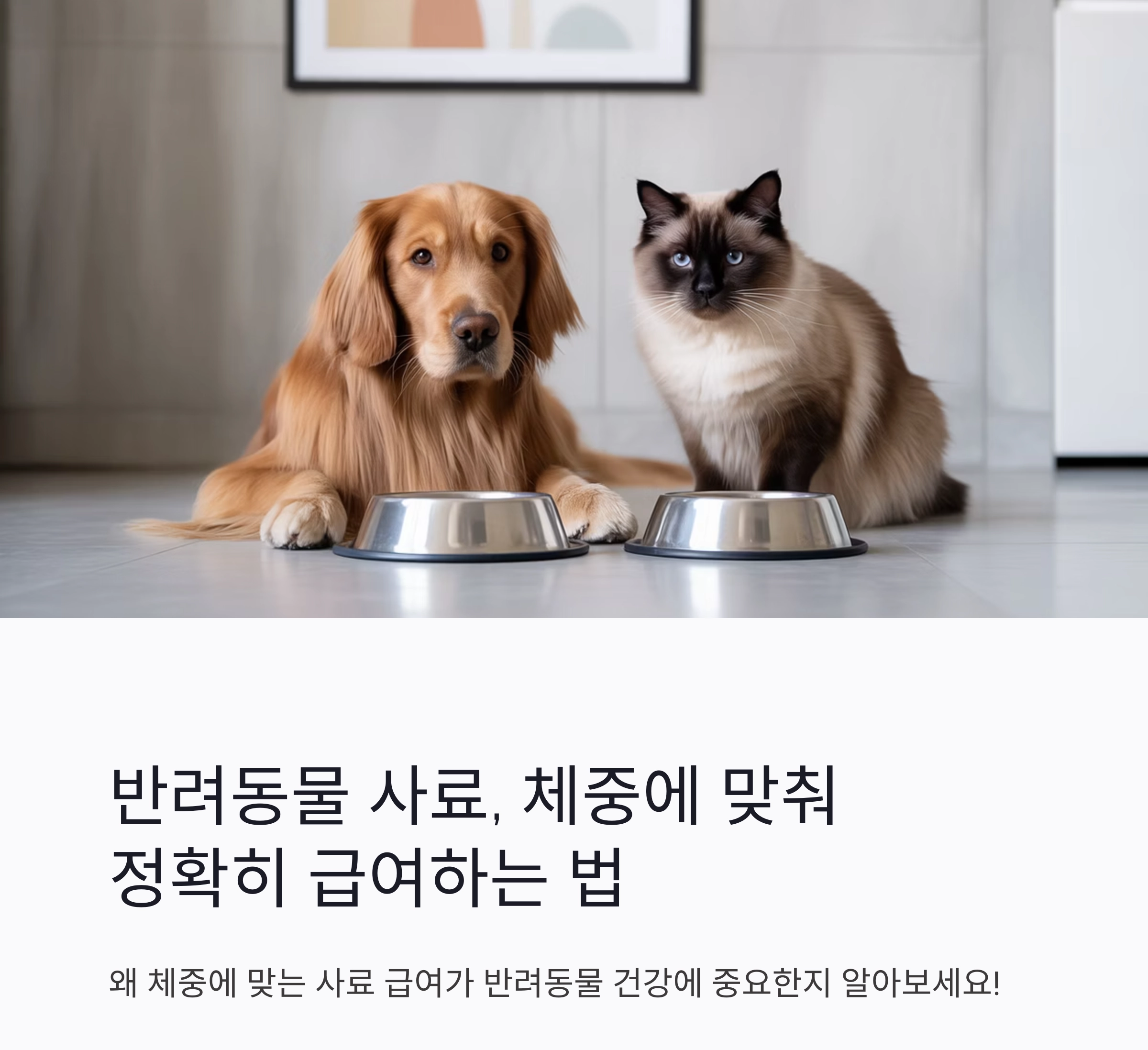 반려동물 사료, 체중에 맞춰 정확히 급여하는 법