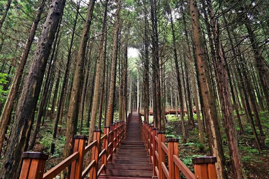 공기마을 편백나무숲