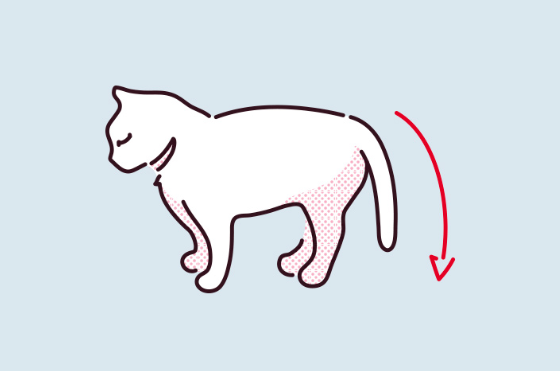 고양이가 꼬리를 축 늘어뜨리고 있는 모습의 이미지