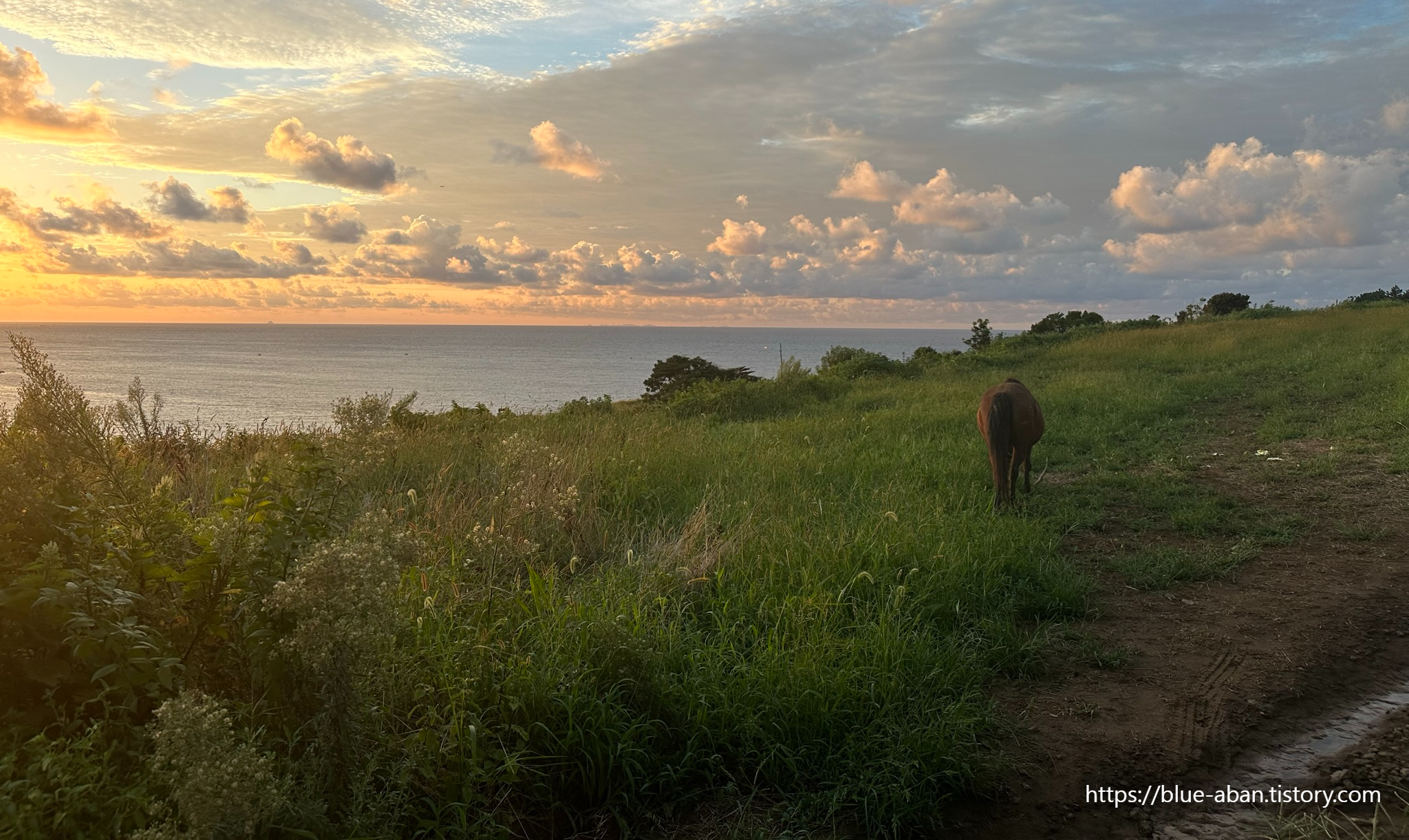 함덕 서우봉 중턱에 있는 말