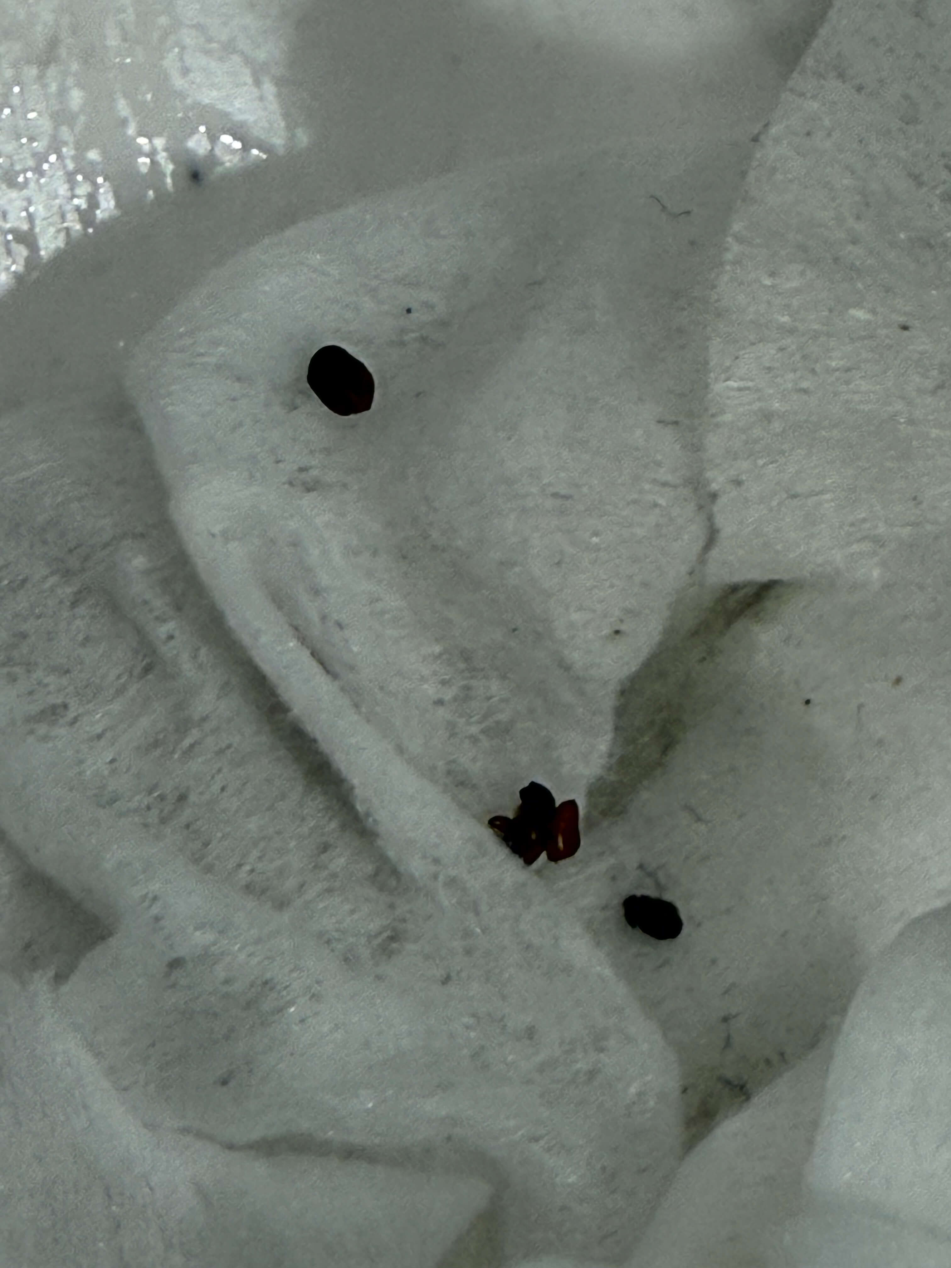 권연벌레 퇴치법