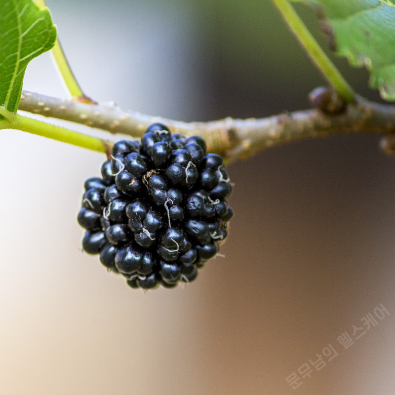 오디 효능 부작용
