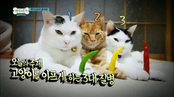 고양이 갑상선 기능 항진증 원인 증상 수치 관리법 총정리 정리자료_23