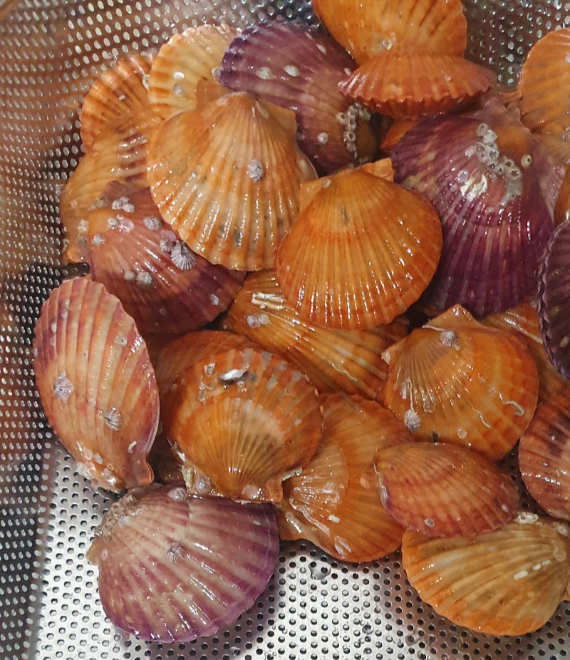 홍가리비 2kg + 굴 석화 5kg 전체양 