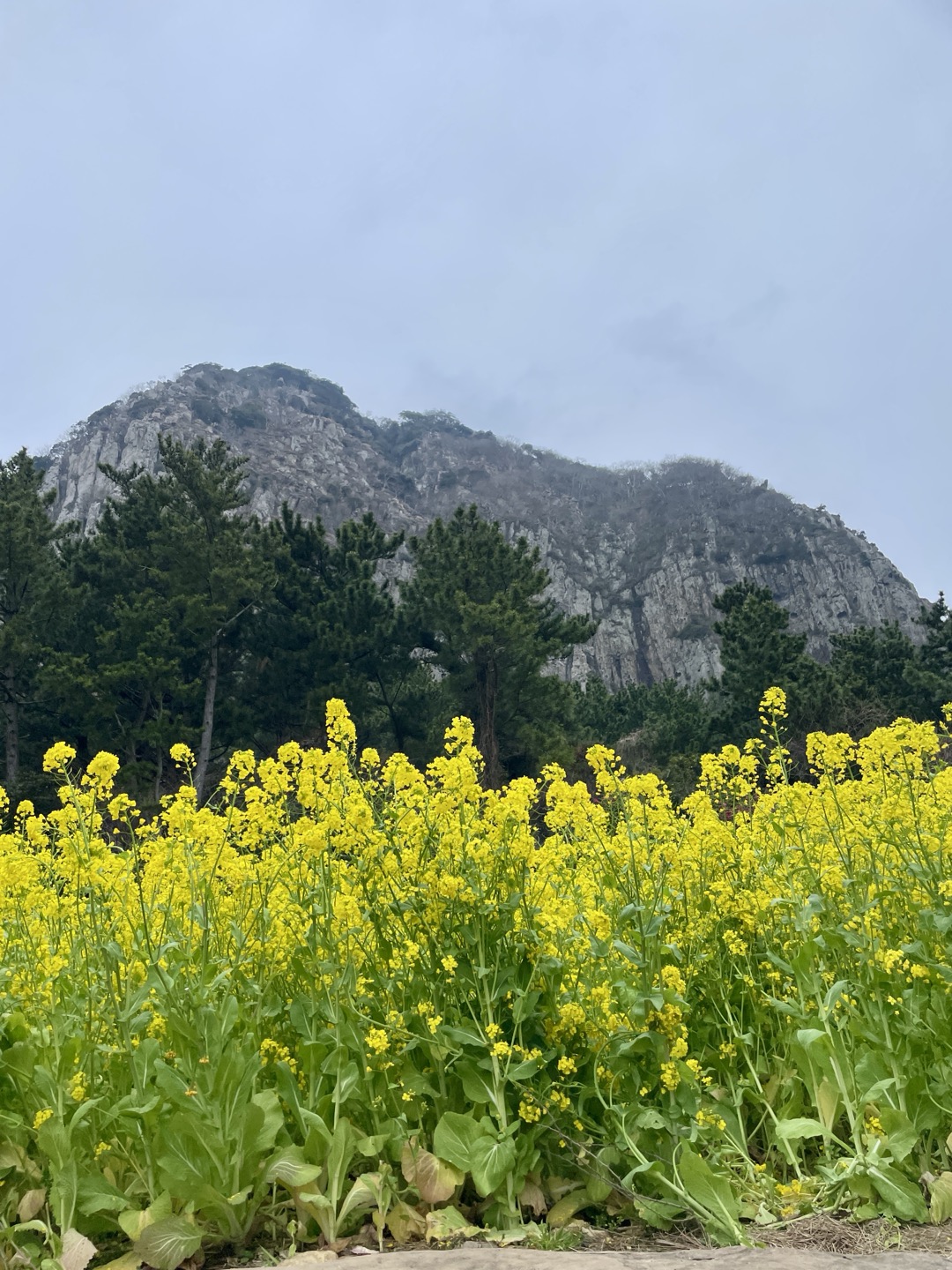 제주 유채꽃 필수 코스