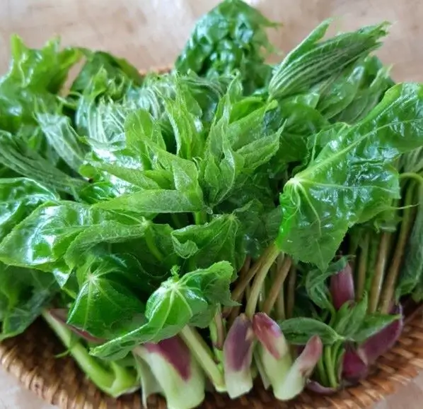 개두릅