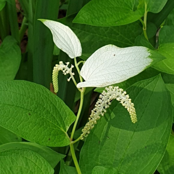 삼백초와 삼백초 추출물의 효능