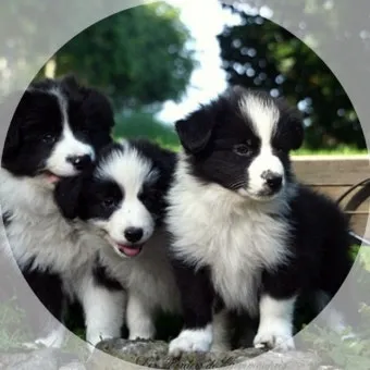 보더콜리분양가 2024년 가격 정보와 분양 팁_2