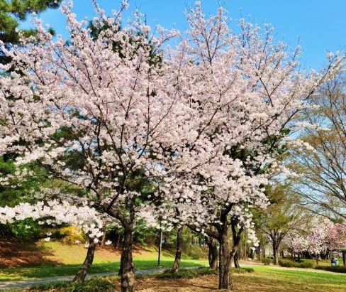 안산 벚꽃