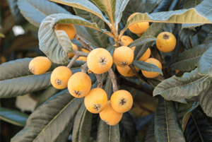 비파나무 효능21