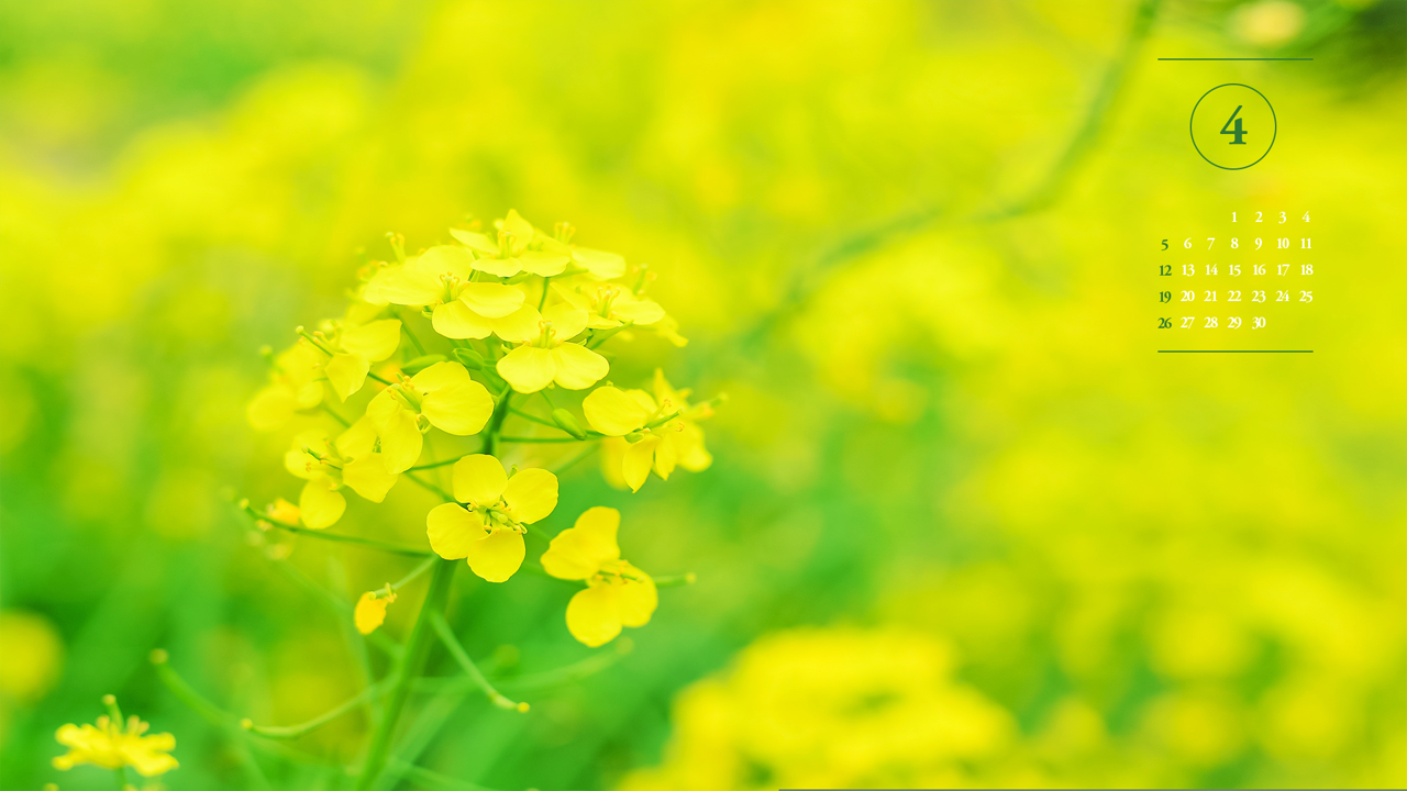 08 유채꽃 확대 A - 2026년4월 달력배경화면