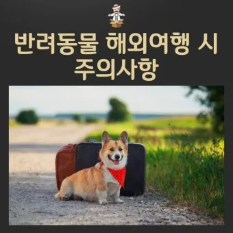 반려동물과 해외여행 기내 직항 펫 전용 준비와 절차_14
