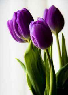 보라색 튤립