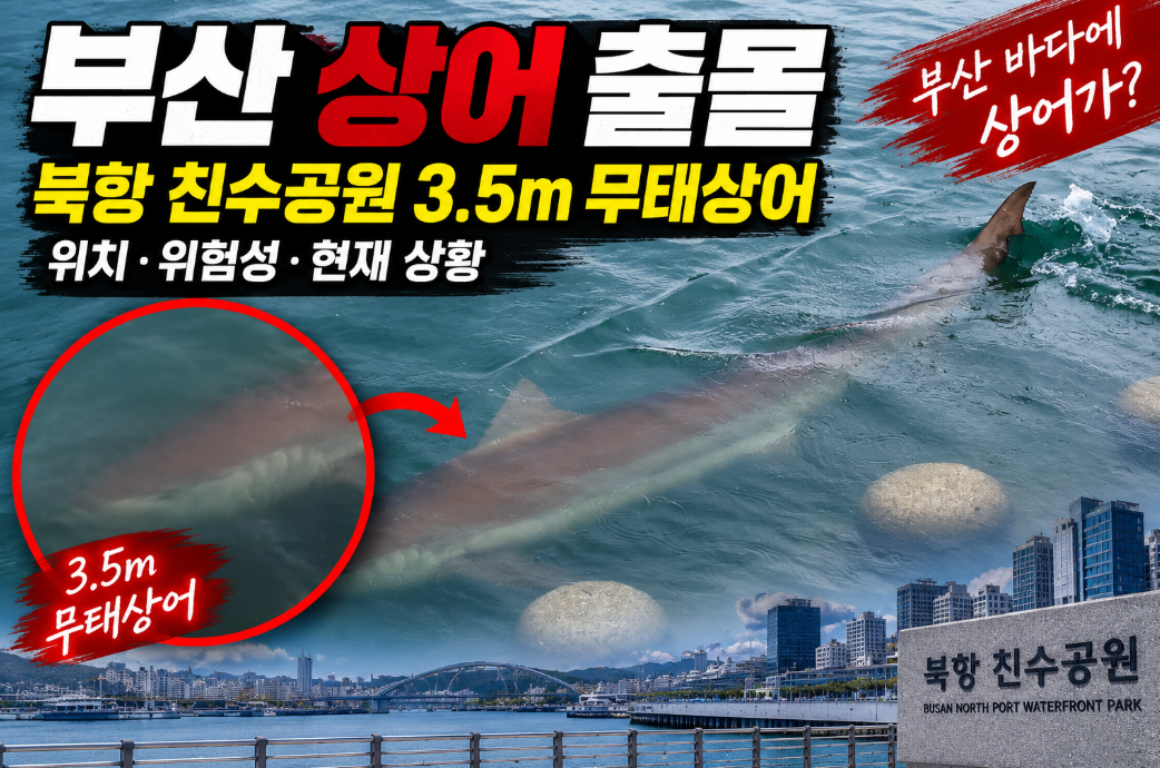 부산 상어 출몰|북항 친수공원 3.5m 무태상어·위치·위험성·현재 상황