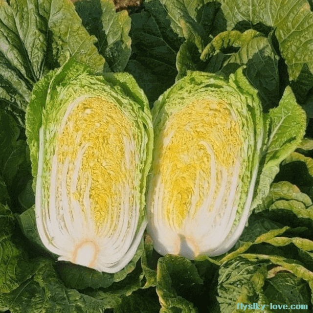 달콤하고 고소한 베타 미니배추